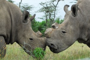 Mother-Daughter-Rhino-Victims